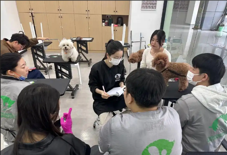 秦淮区宠物美容师宠物美容培训学校 - 价格
